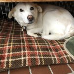 ナナの為に「もっと稼ぐ!」って思えるハナシ。ナナありがとうってハナシ