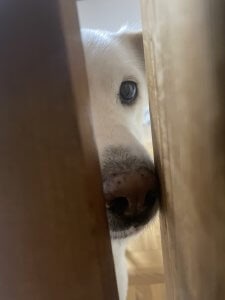 ナナと会いたい気持ちは半年経っても変わらない(笑)